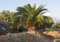 Pineapple palm growing in the Masseria Torre Coccaro, Italy